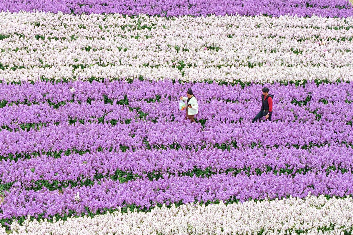Xiangshan Mountain blossoms